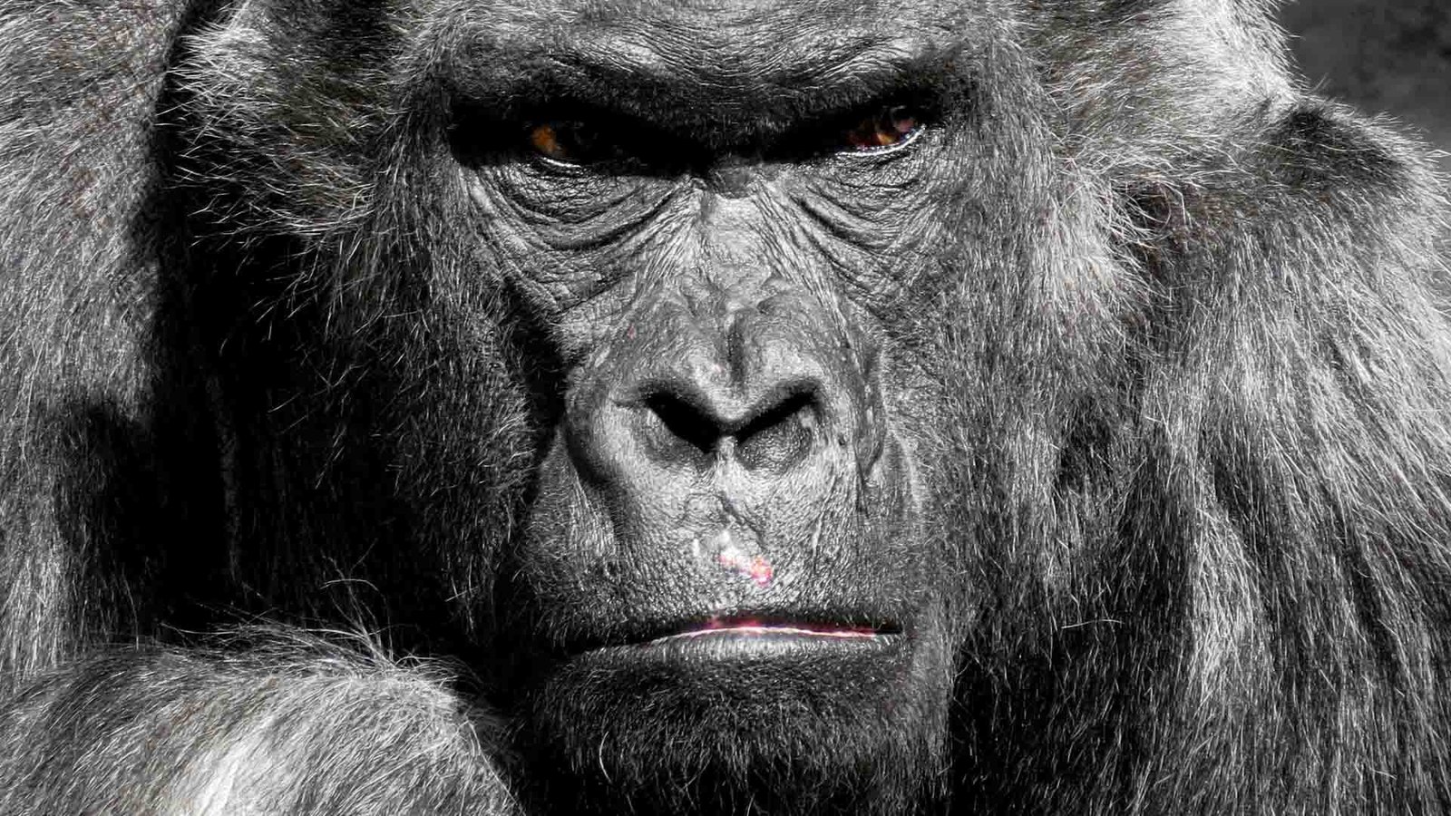 C'est quoi un mâle alpha et un masculiniste?